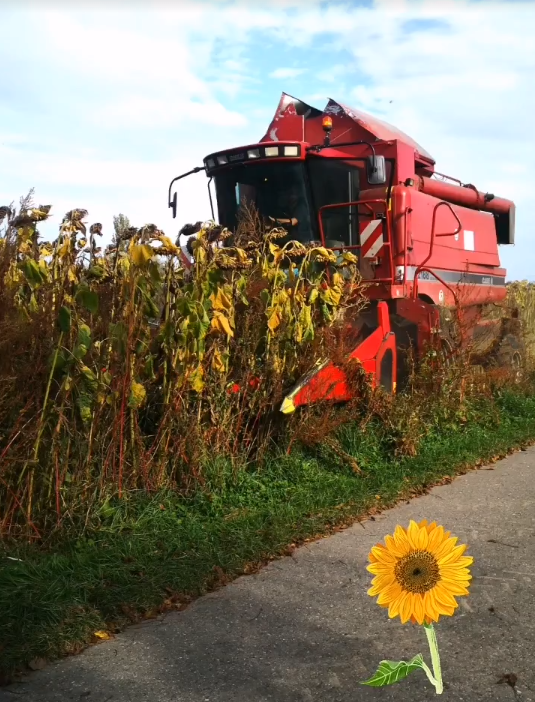 Sonnenblumen dreschen