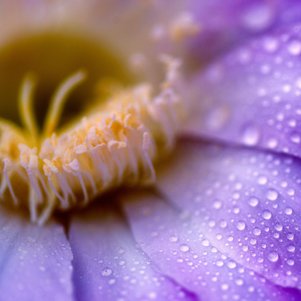 Inner Work und Mindful Business Coaching Berlin Inner Work und Mindful Business Coaching Berlin