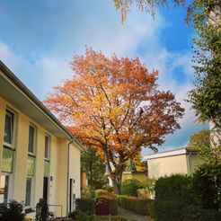 Entfernung von Totholz