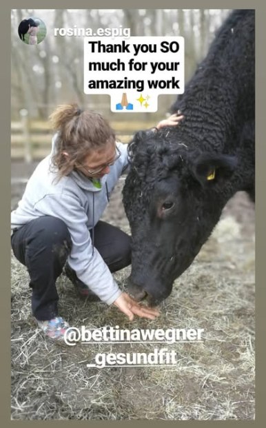 Rinder sind von Natur aus neugierig. Nicht alle so friedvoll... 
