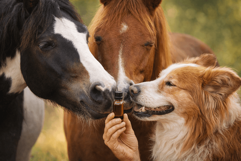 Pferde, Hunde, Katzen, Vögel... Pferde, Hunde, Katzen, Vögel...