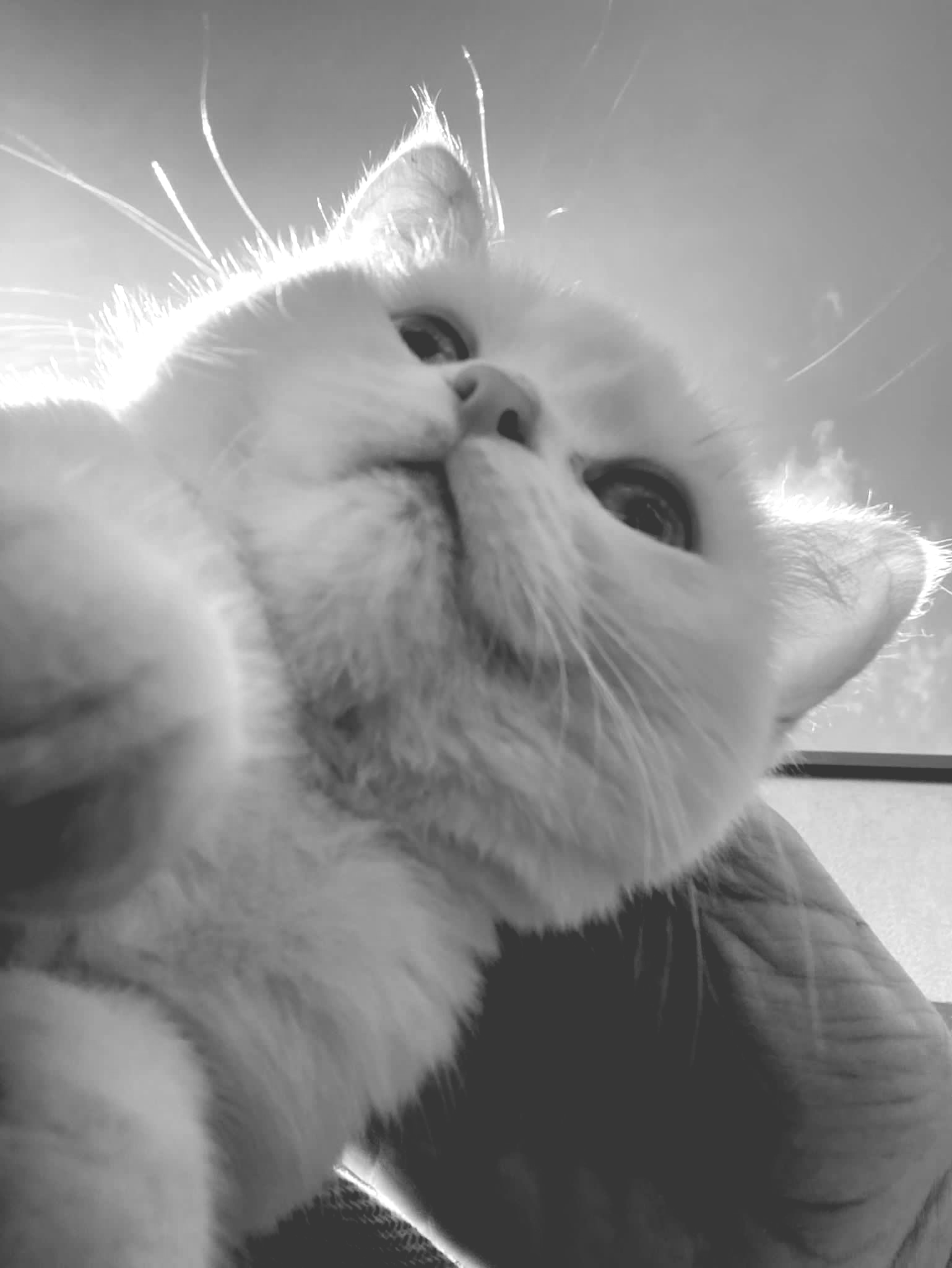 Sam ist eine Britisch-Shorthair-Cat und unterstützt deutsch4uni in allen Lebenslagen