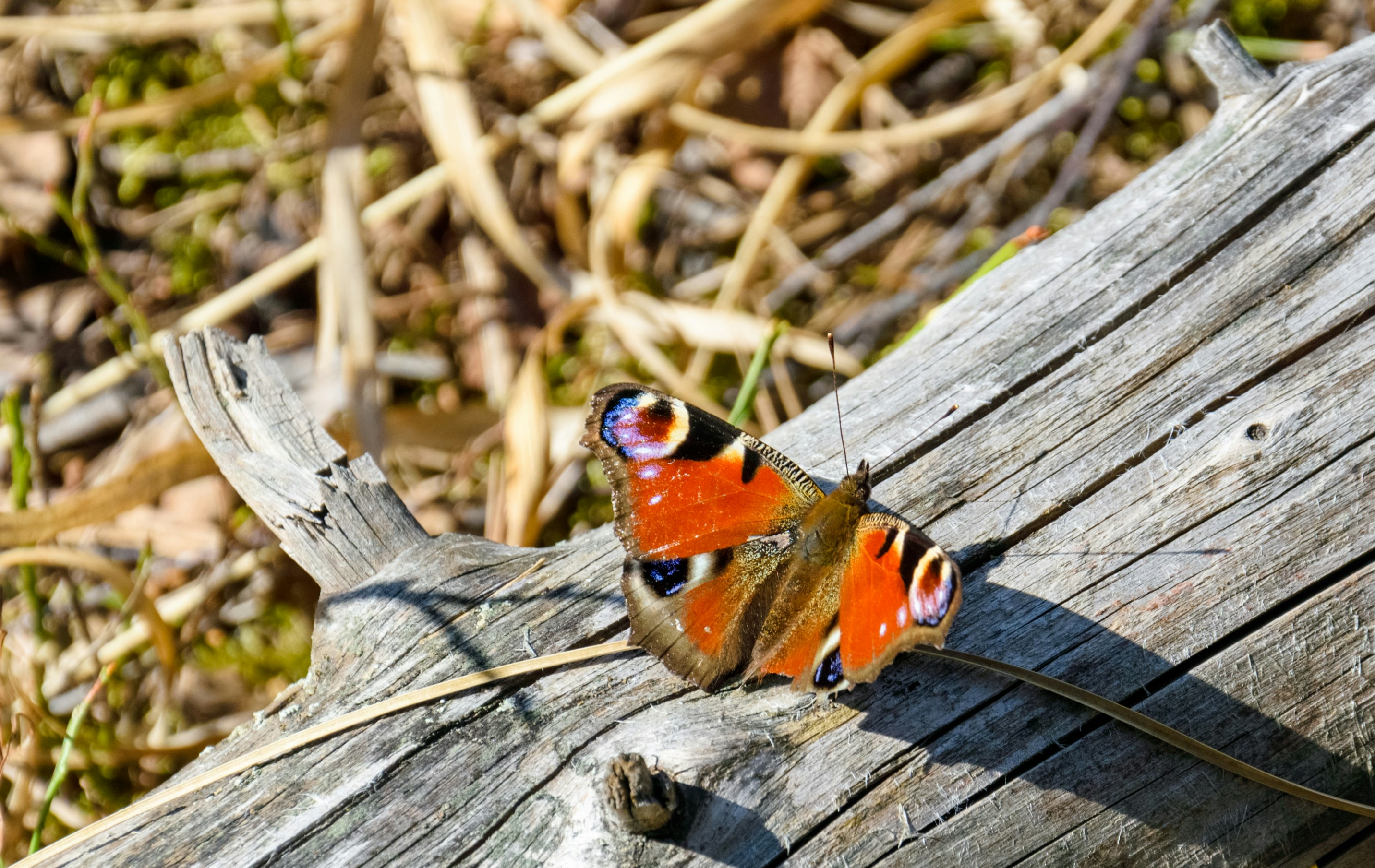 wioletta-plonkowska-v-6BU8EJW-w-unsplash