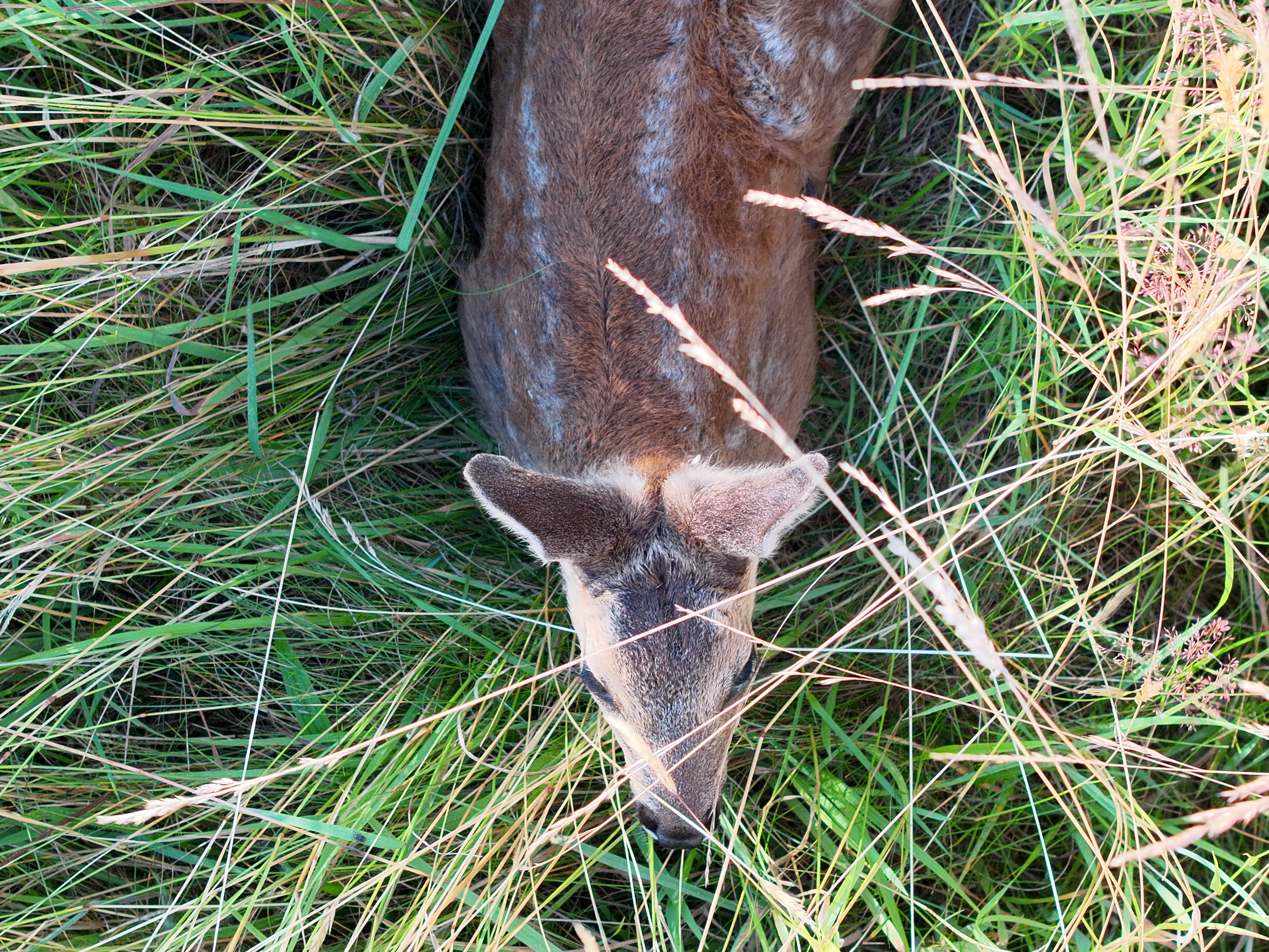 DJI_20250629070502_0005_V