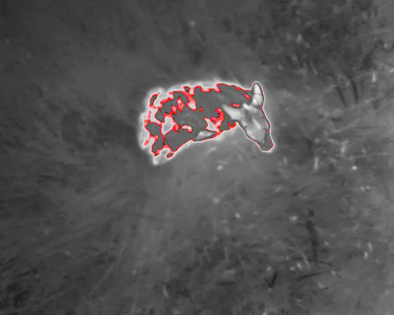 DJI_20250629075401_0001_T