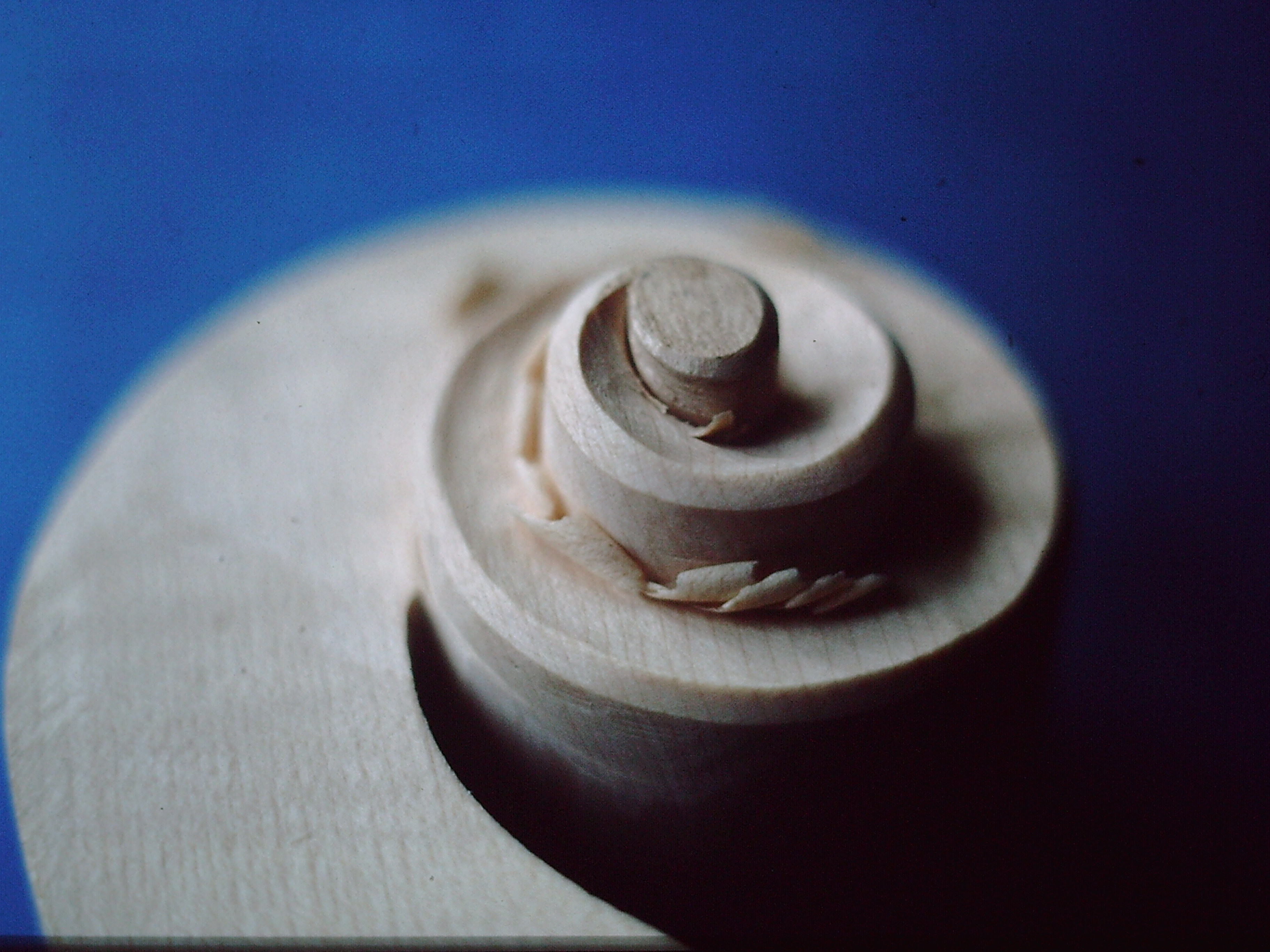 Cello Schnecke im Bau - Scroll in the making