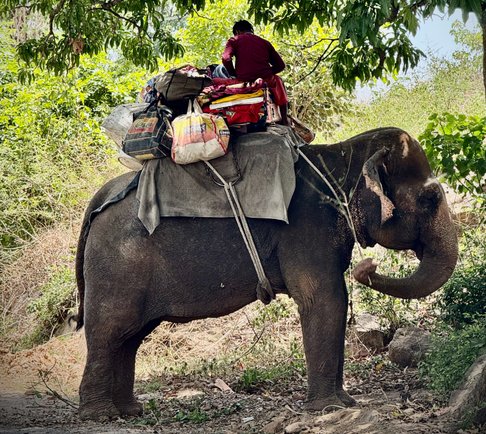 Elefant mit Mahut und Gepäck auf einem Waldweg in Indien Elefant mit Mahut und Gepäck auf einem Waldweg in Indien