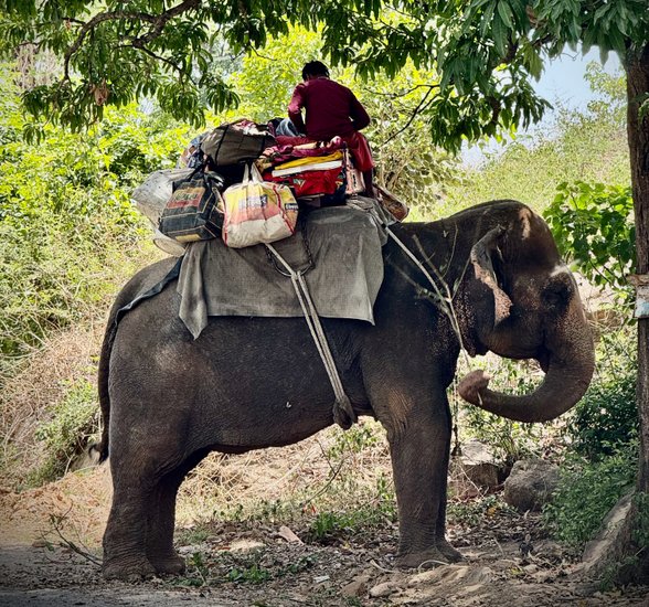 Elefant mit Mahut und Gepäck auf einem Waldweg in Indien Elefant mit Mahut und Gepäck auf einem Waldweg in Indien