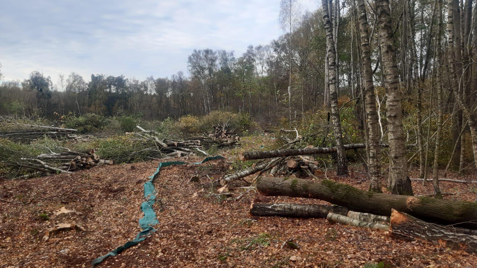  Fällarbeiten und Gehölzpflege