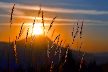 das-gras-in-der-morgensonne-tolle-natur-und-landschaften_158518-9566