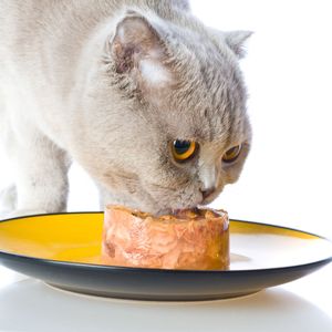 GenoLine, OnlinePilze, Deine Naturtherapie, Katzen