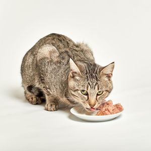 Futtermittelallergie bei Katzen, Erbrechen, Leckalopezie