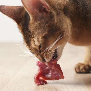 Katzenallergie, Futtermittelunverträglichkeit, Allergie