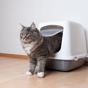 Darmspezialistin Heike Löchner, Darmaufbau einer Katze