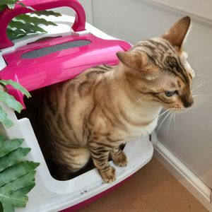 Darmaufbau der Katze, Mikrobiom, OnlinePilze, Heike Löchner