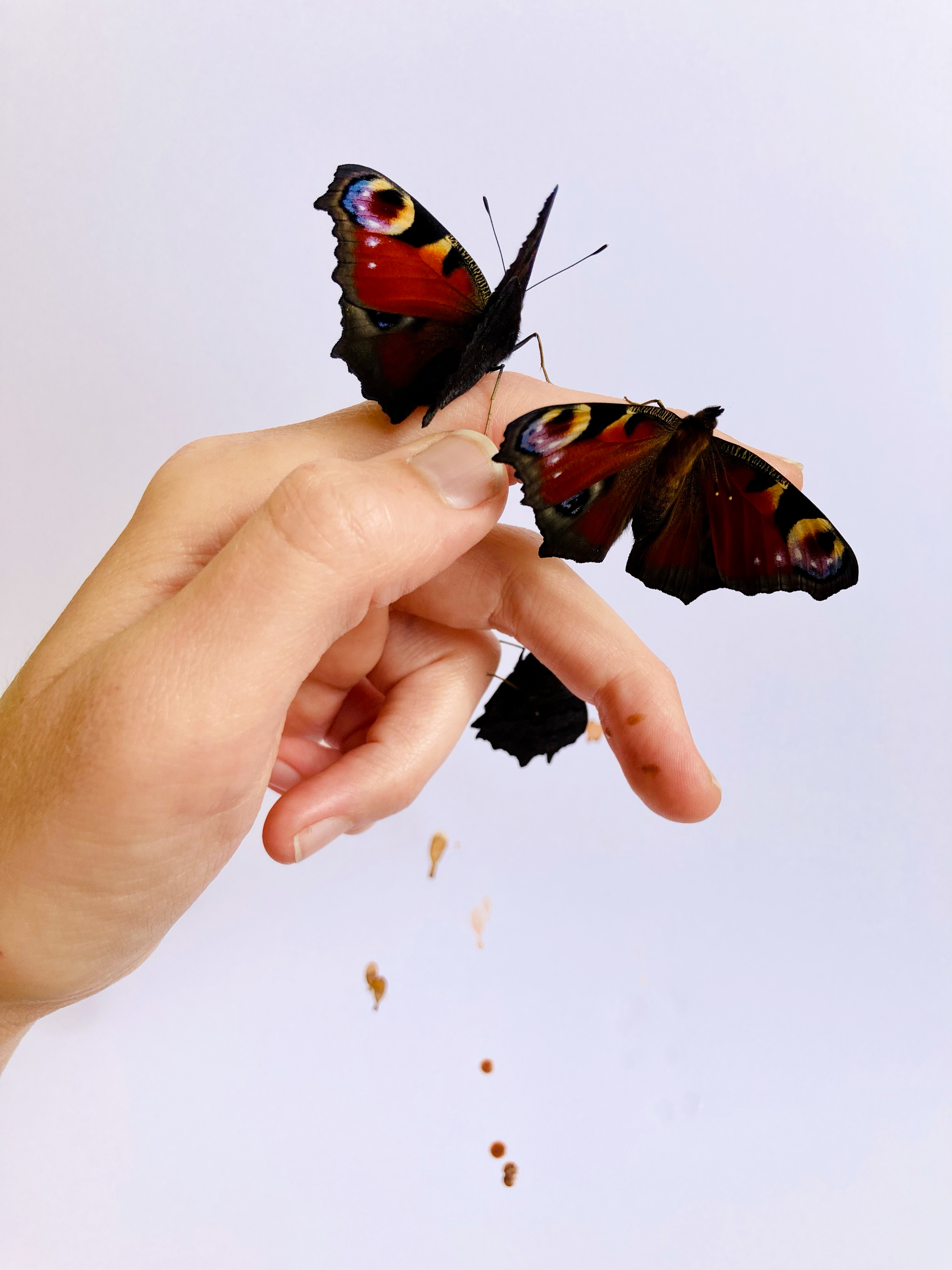 Maike Denker, ato, Natur, Nachhaltigkeit, Kunst