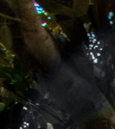 Ein flachwurzelnder, tropischer Baum, durch den sich das Sonnenlicht bricht.