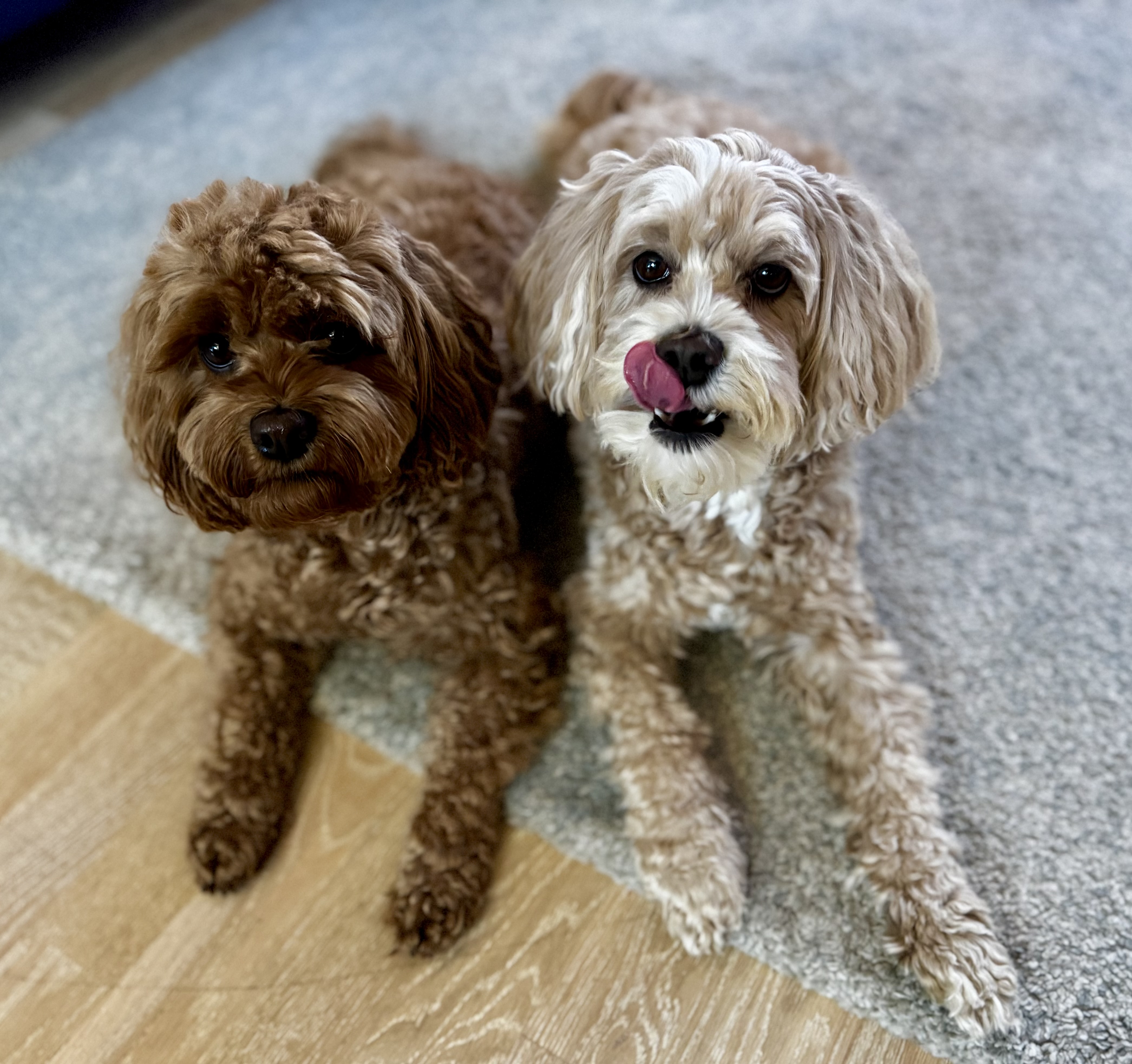 Hausbesuch der mobilen Hundetrainerin von Rudel Rockstars