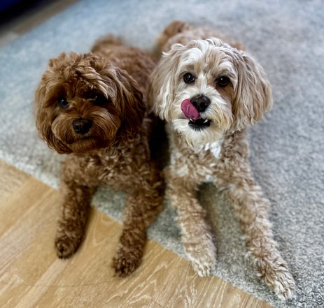 Hausbesuch der mobilen Hundetrainerin von Rudel Rockstars Hausbesuch der mobilen Hundetrainerin von Rudel Rockstars