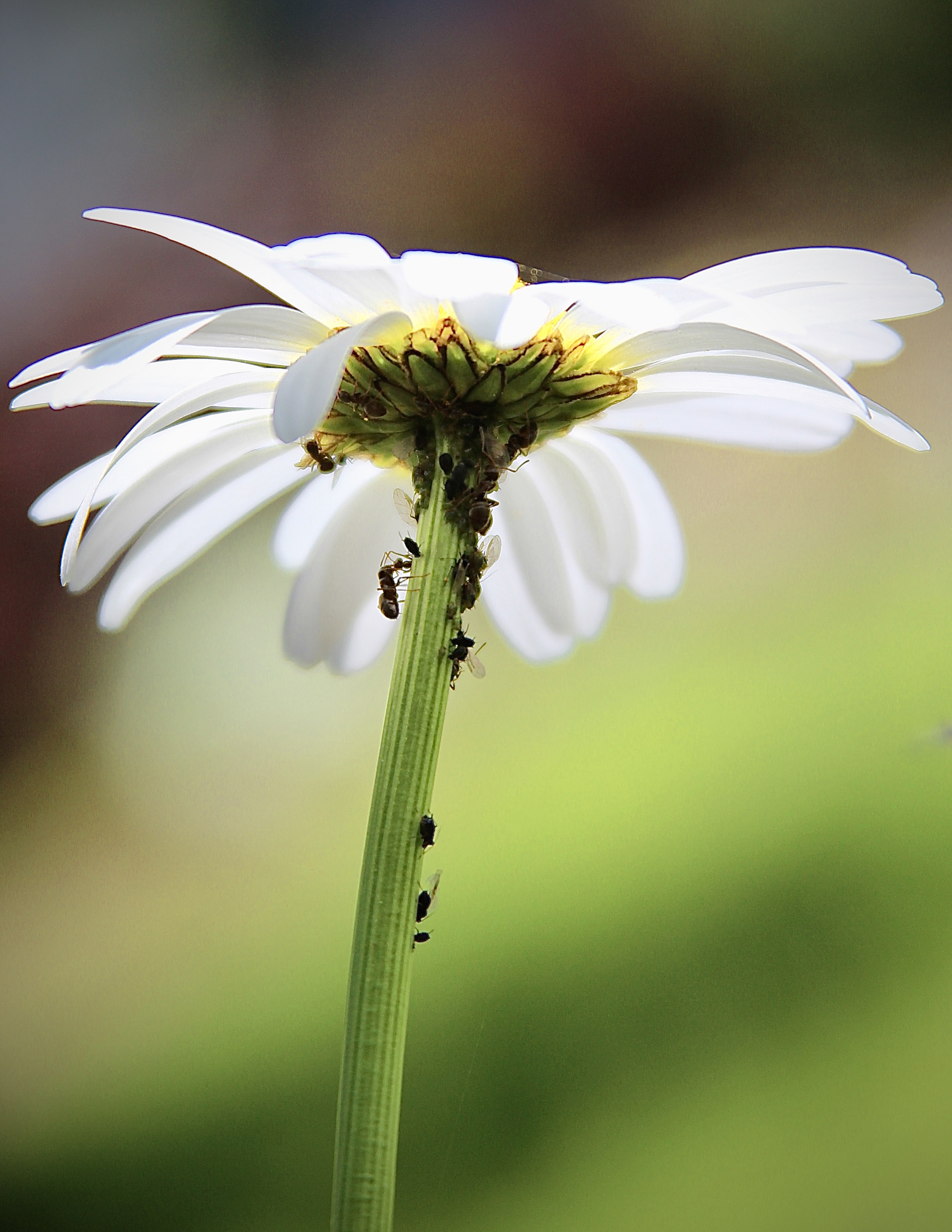 Ameisen melken Läuse