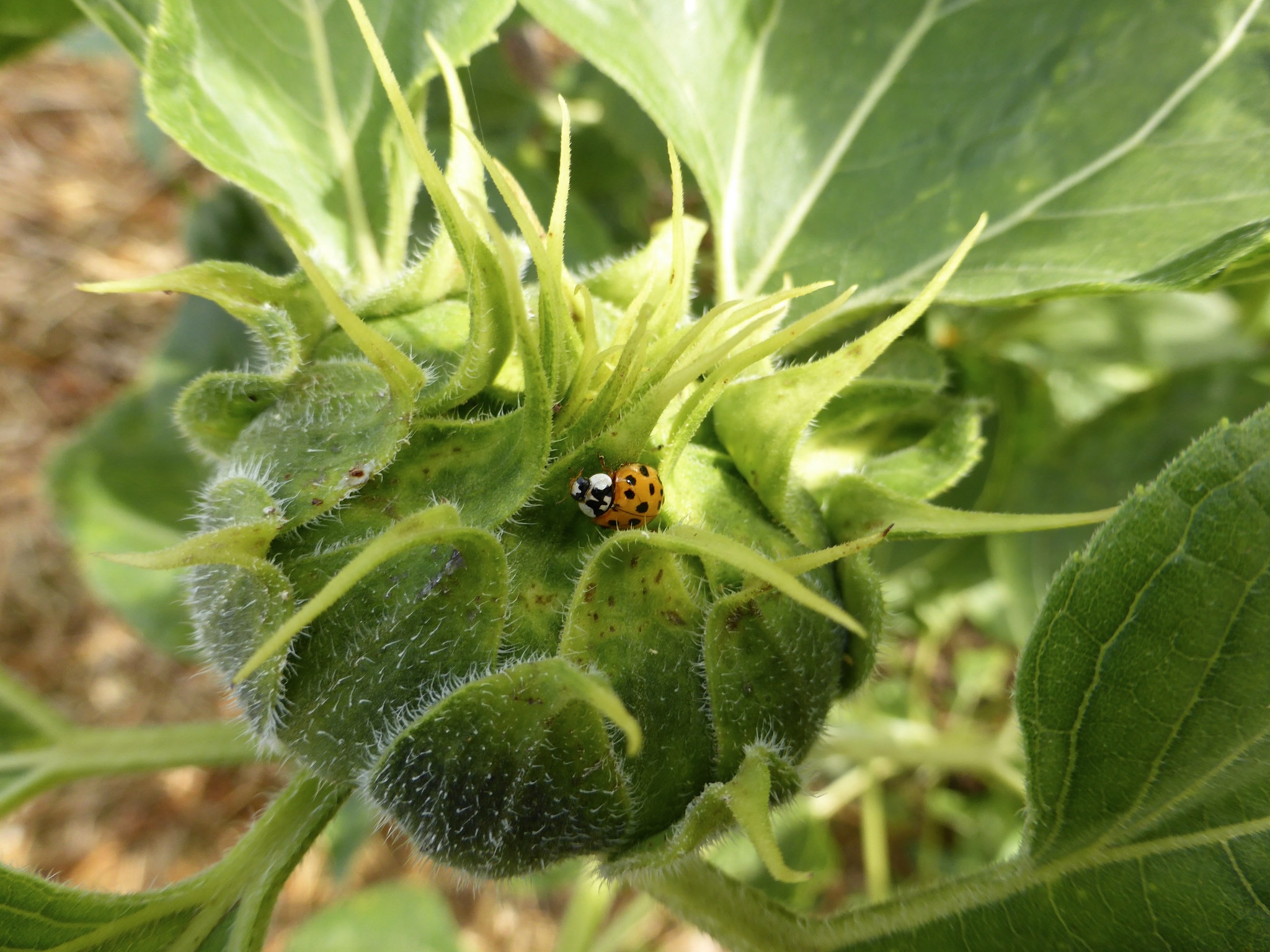 Ein kleiner Superstar