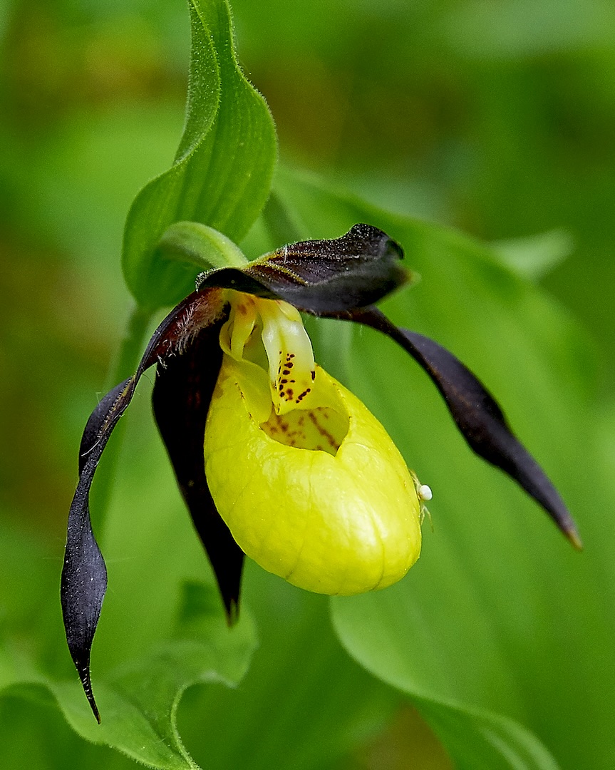 2015 Frauenschuh mit kleinem Besucher