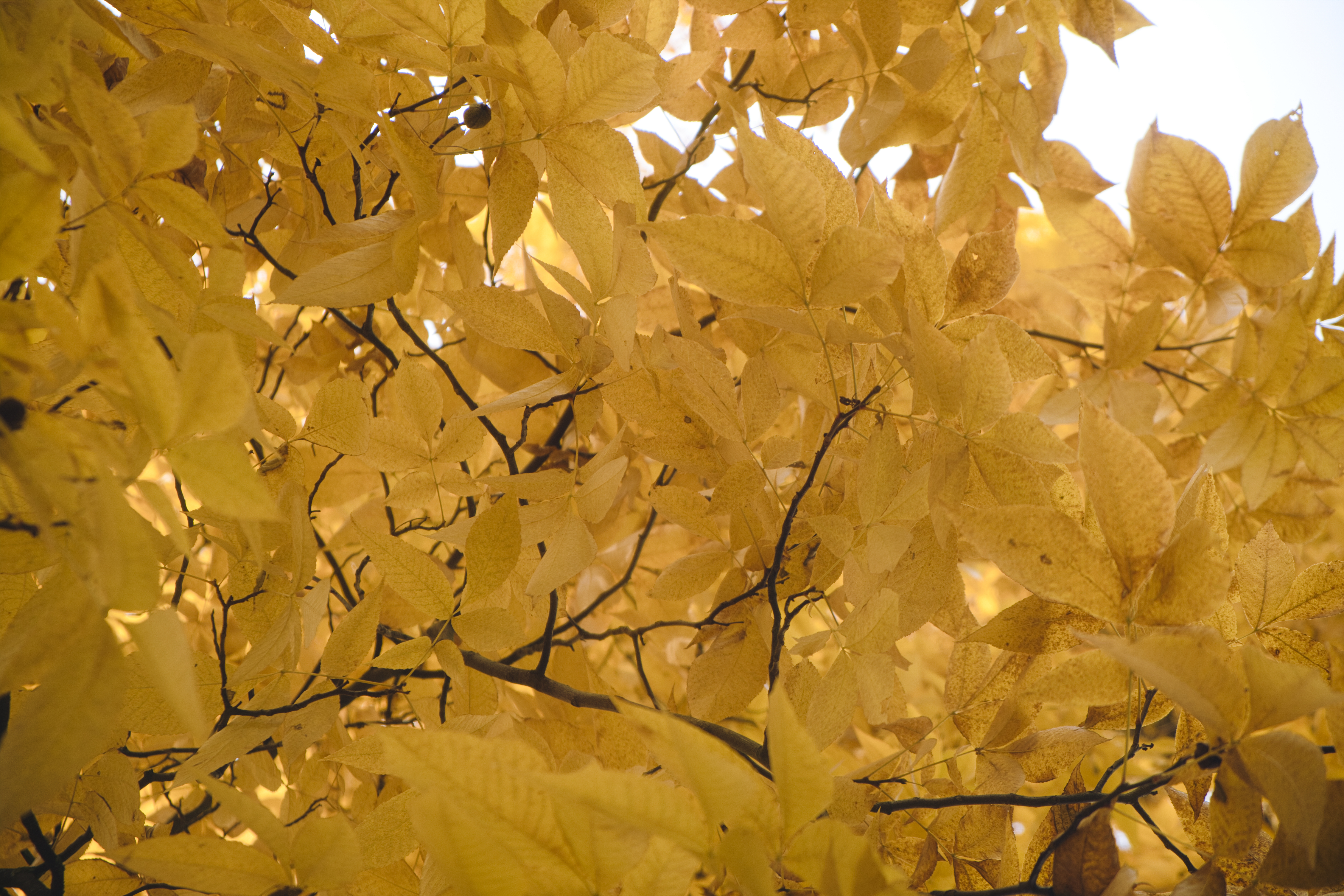 2020_10_Schlosspark_Hohenheim_03