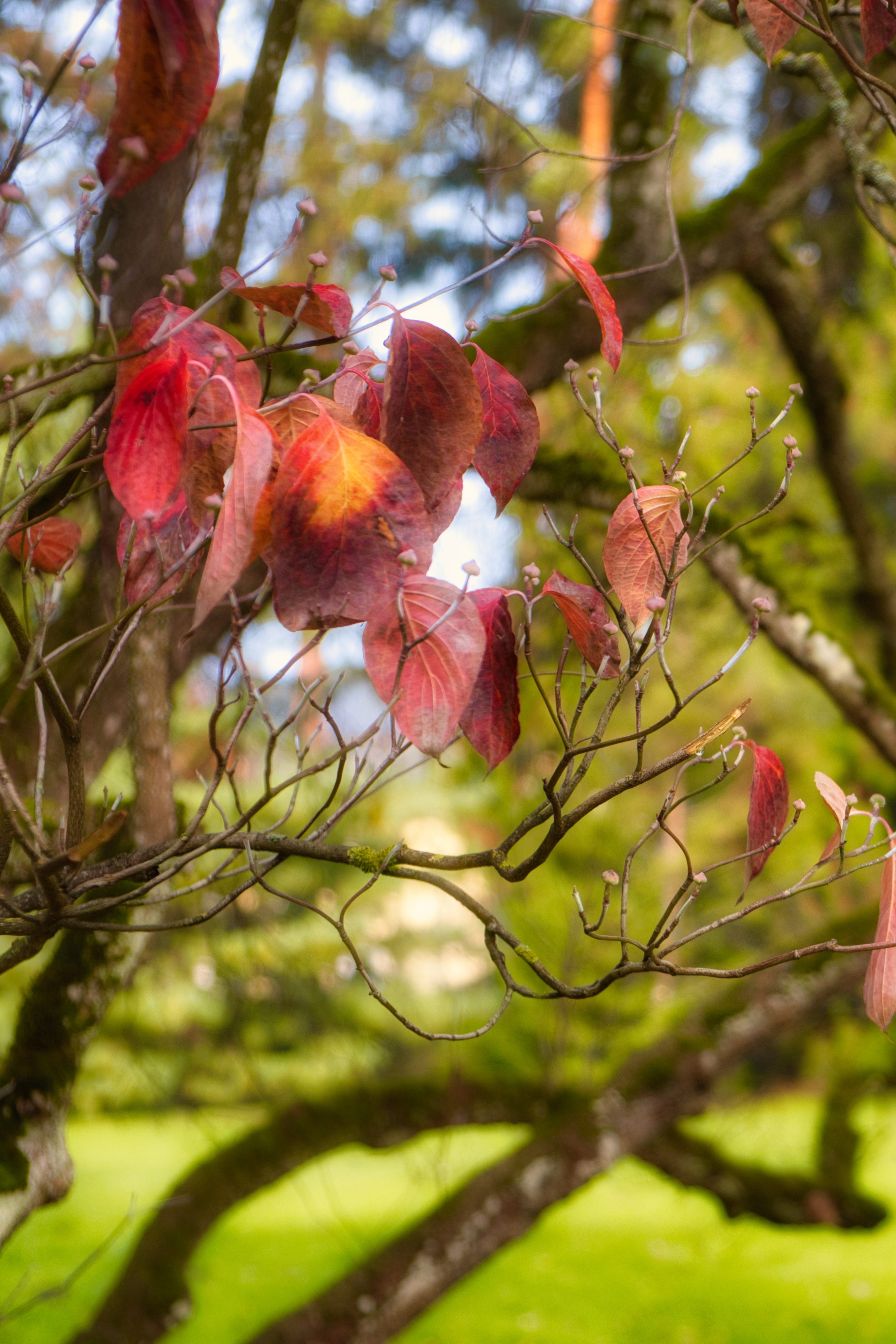 2020_10_Schlosspark_Hohenheim_05