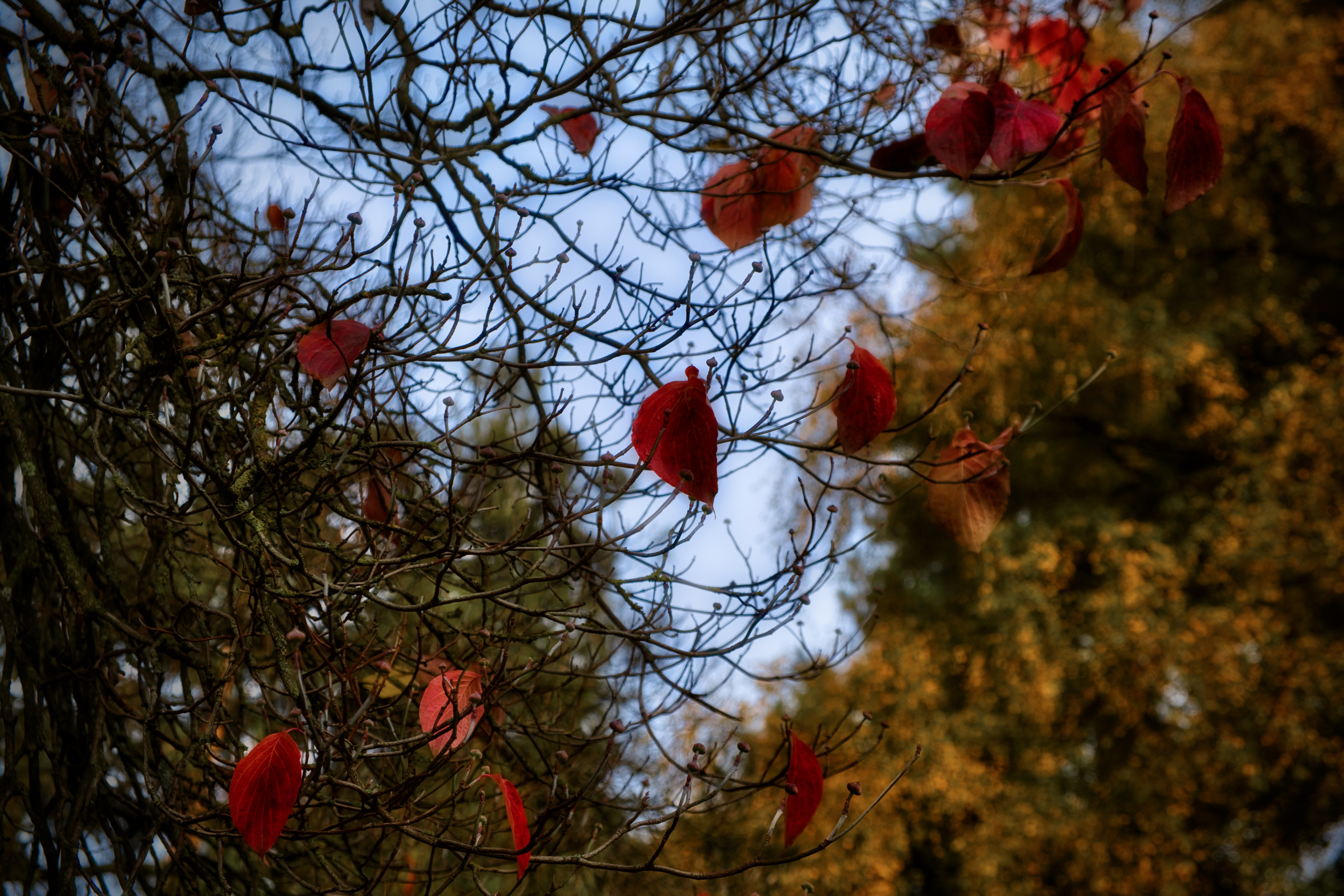 2020_10_Schlosspark_Hohenheim_06 2