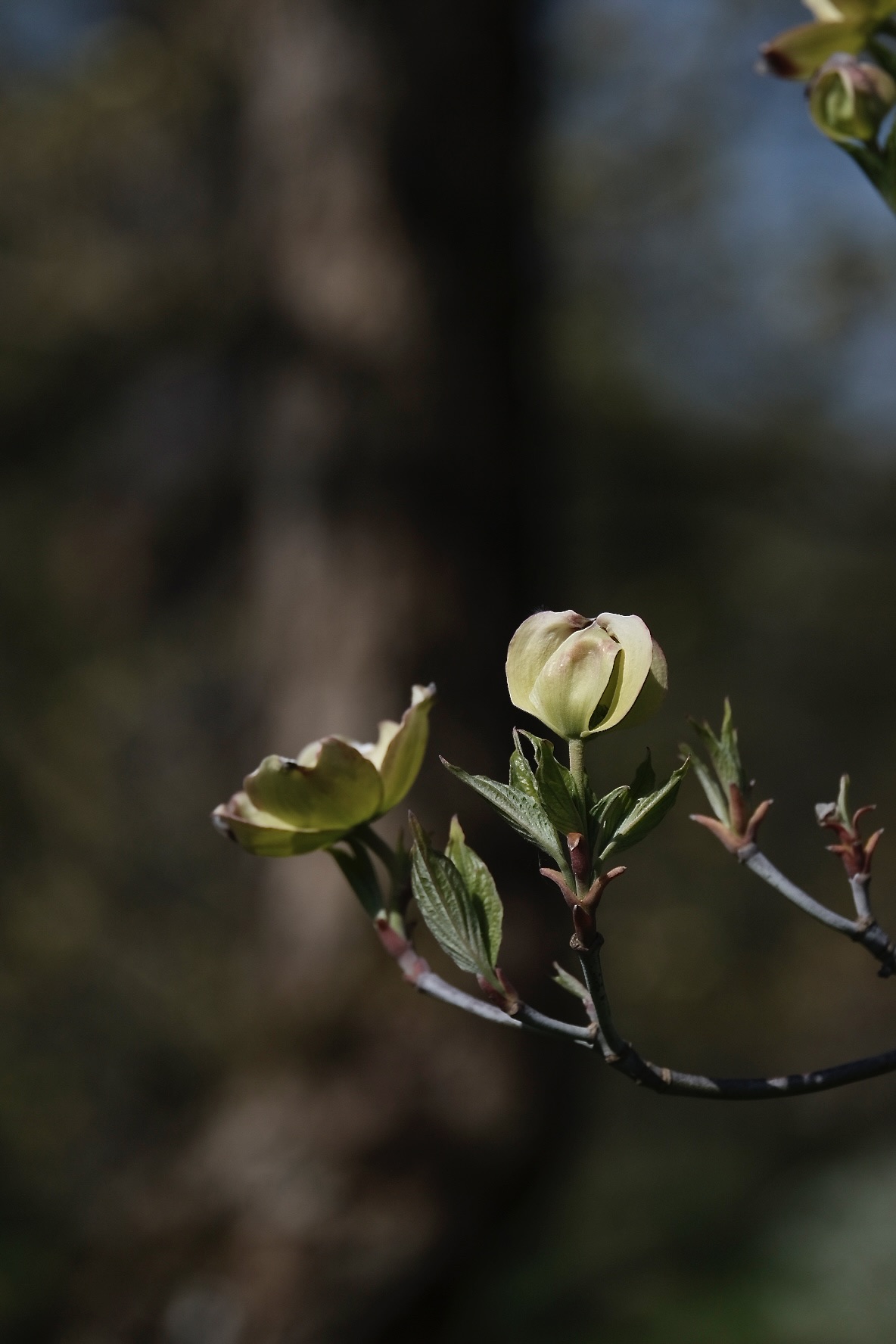 435AE9DA-2880-4FF8-9F23-0CE79BB67050-1015-000000F177ED077C