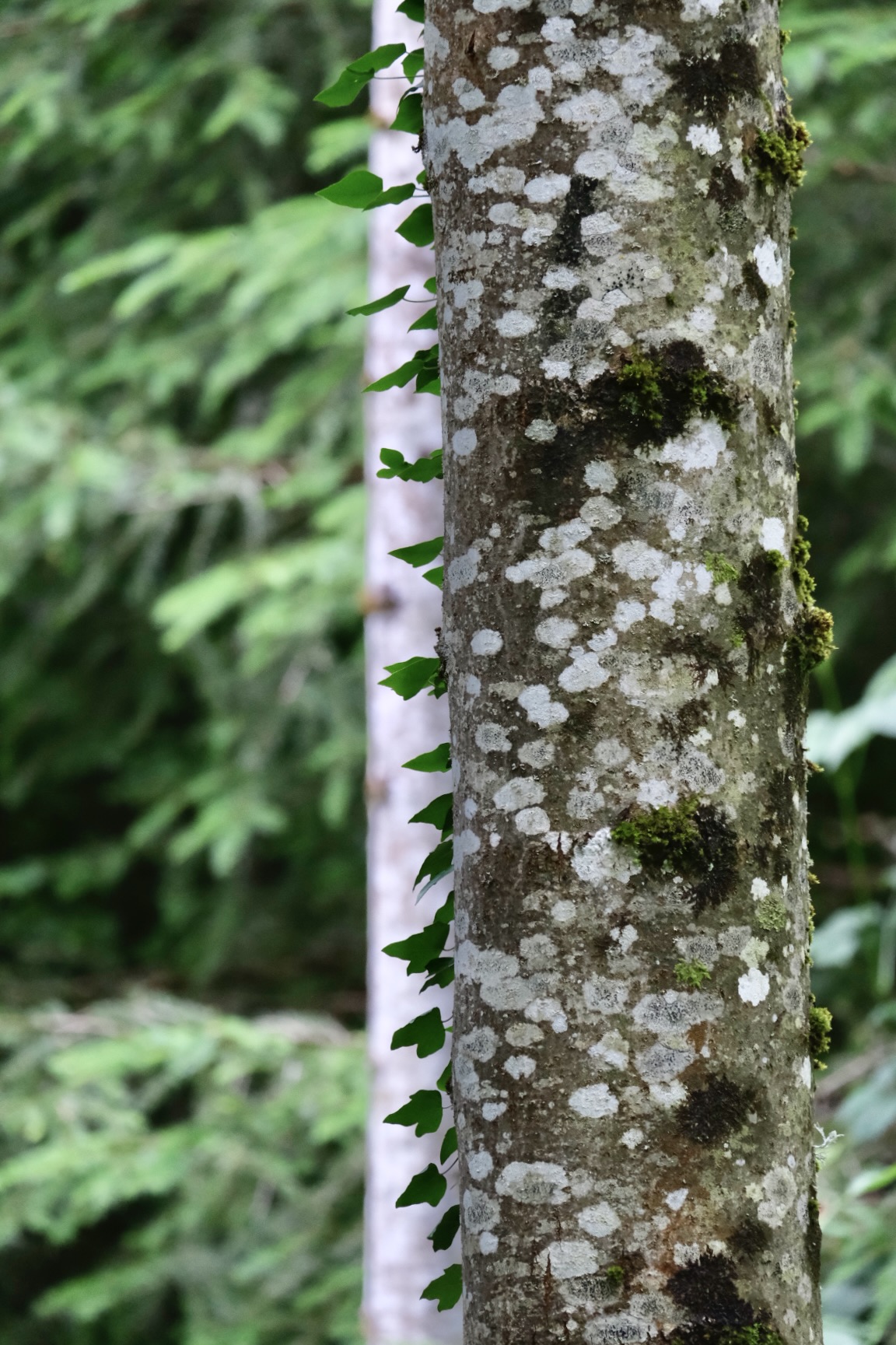 A97D7A32-FA73-465E-882C-3896B783A1AC-3280-00000245072A5D03