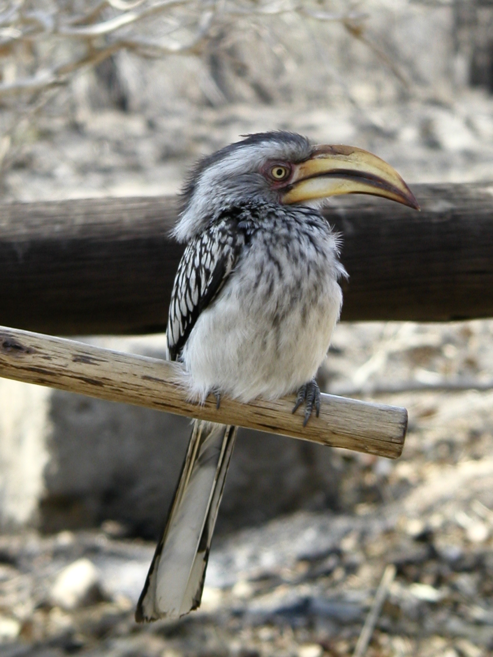 Krüger Nationalpark