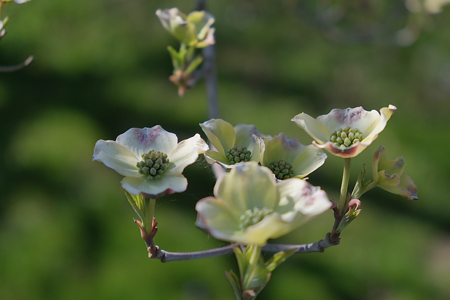 B949BAB4-2D00-4ED8-A58B-AD4D20A8FC1D-7033-00000822FB9751CD