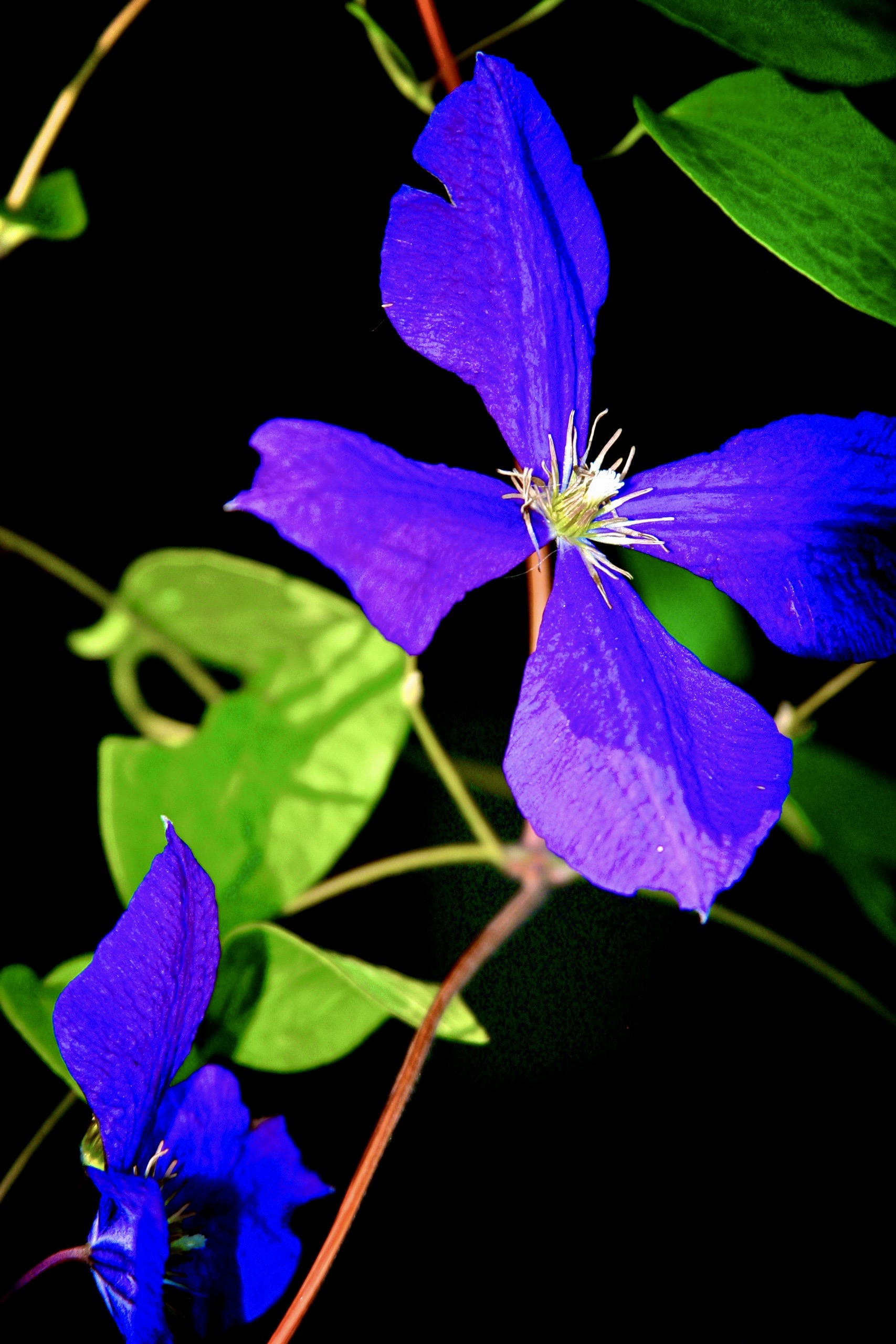 Clematis im Hexetal 2011 - Arbeitskopie 3