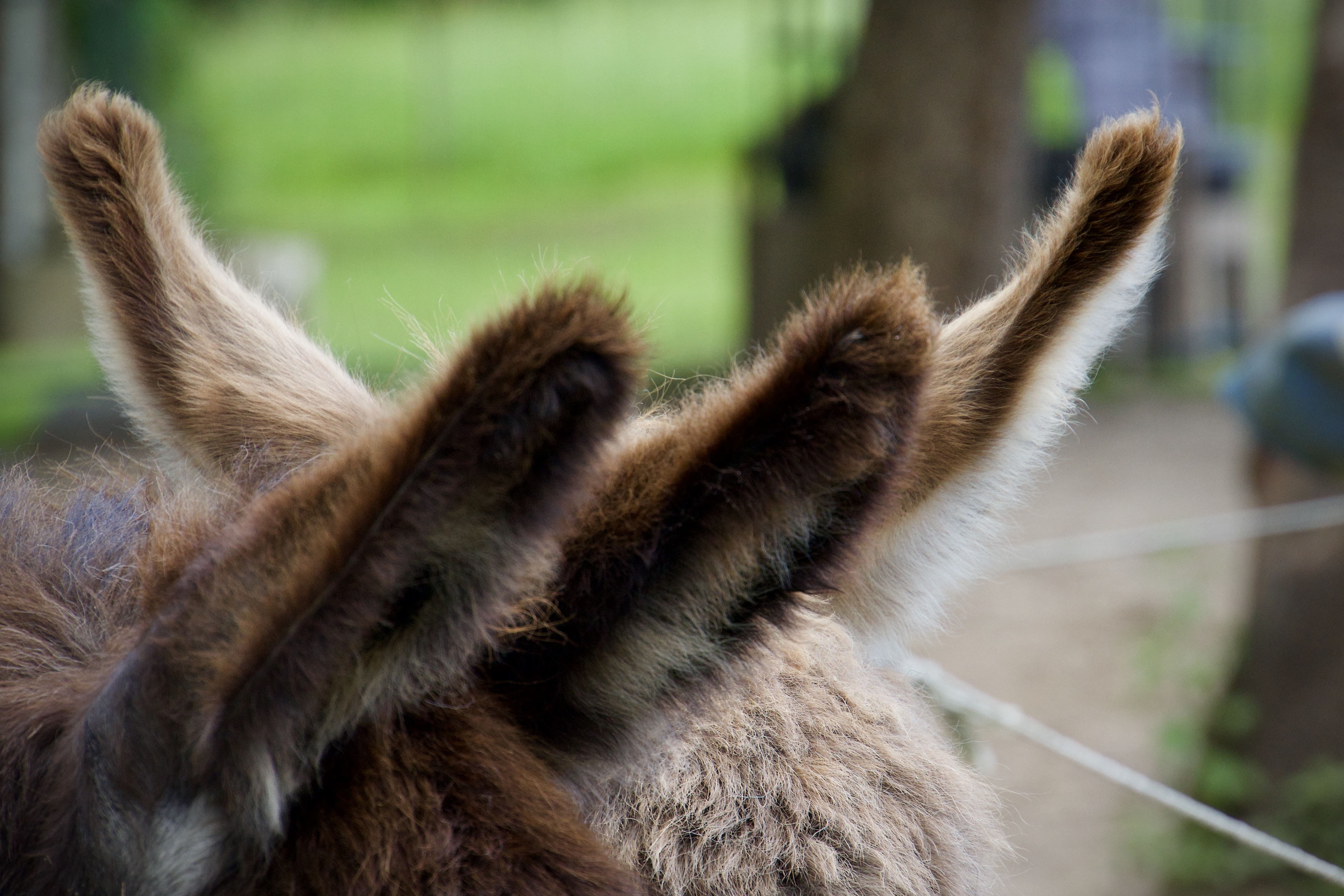 Viele Ohren hören besser
