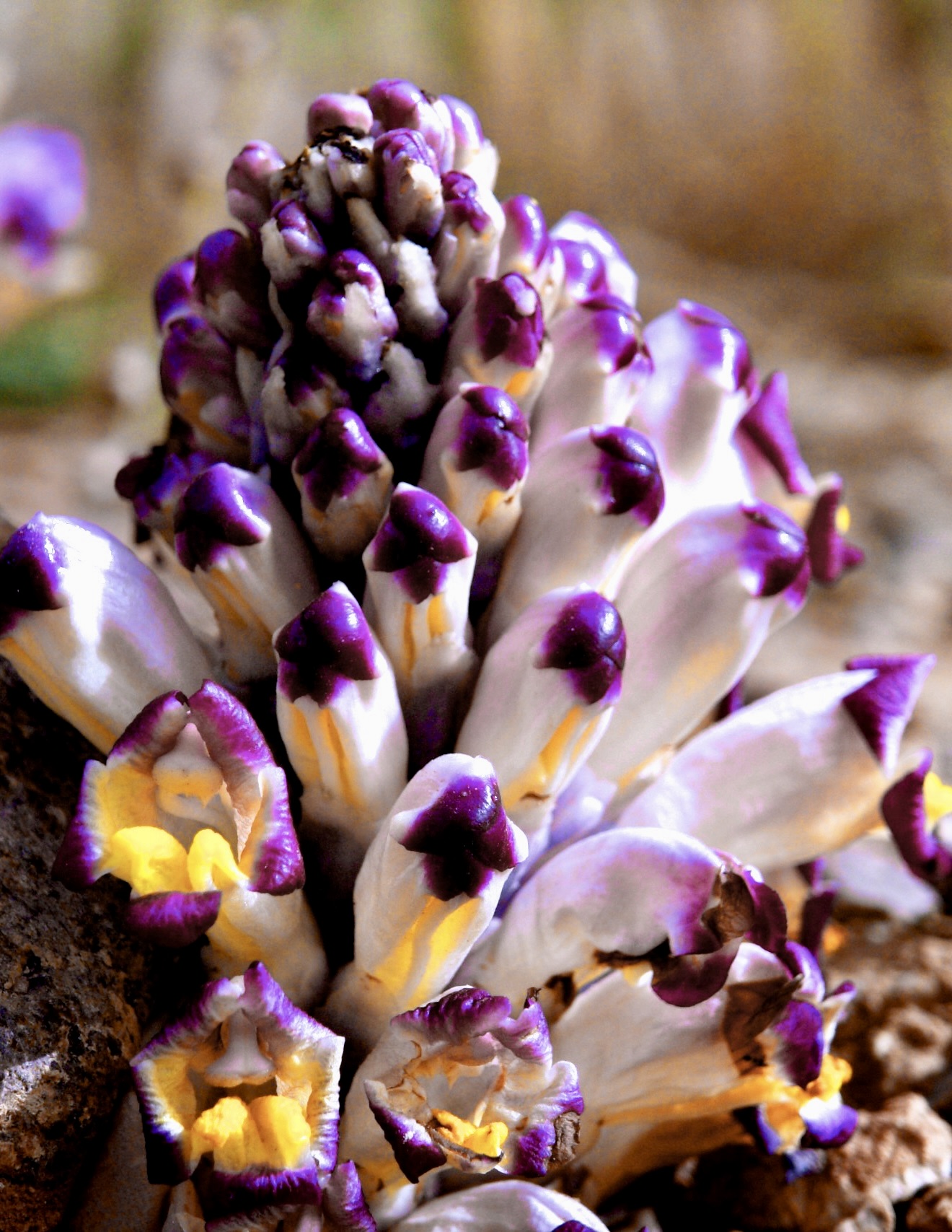 DSC00650 - Arbeitskopie 3