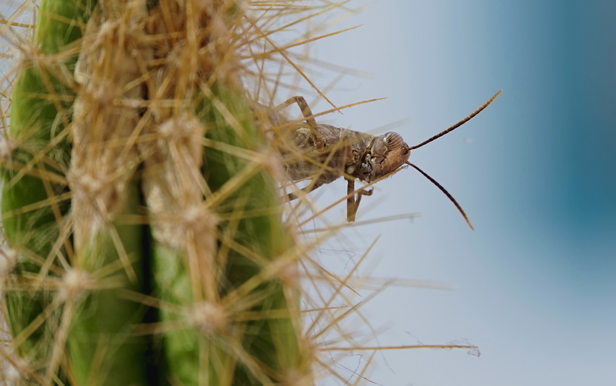 SEKEM an meiner Wohnung