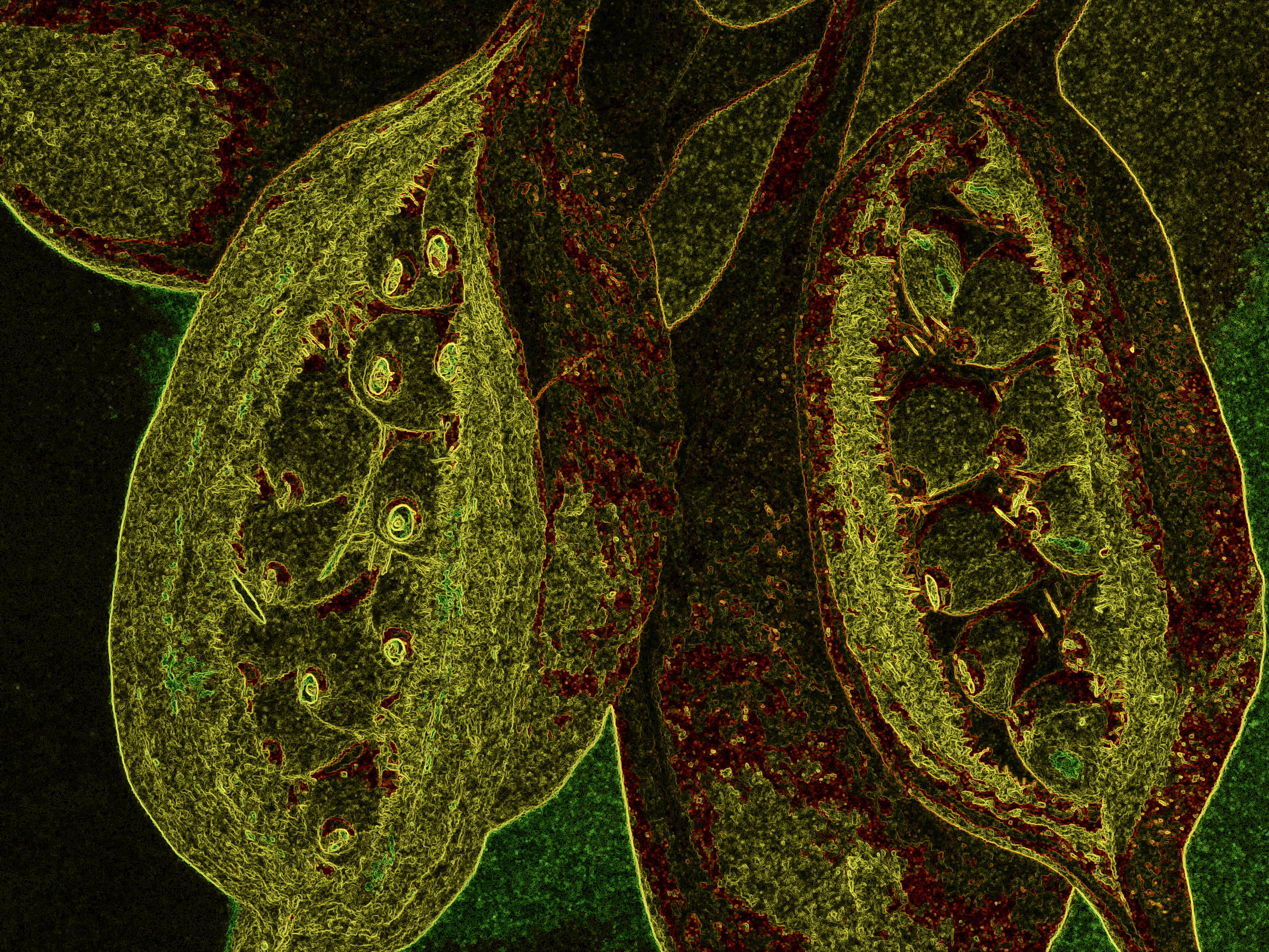 Ägypten Samenkapseln