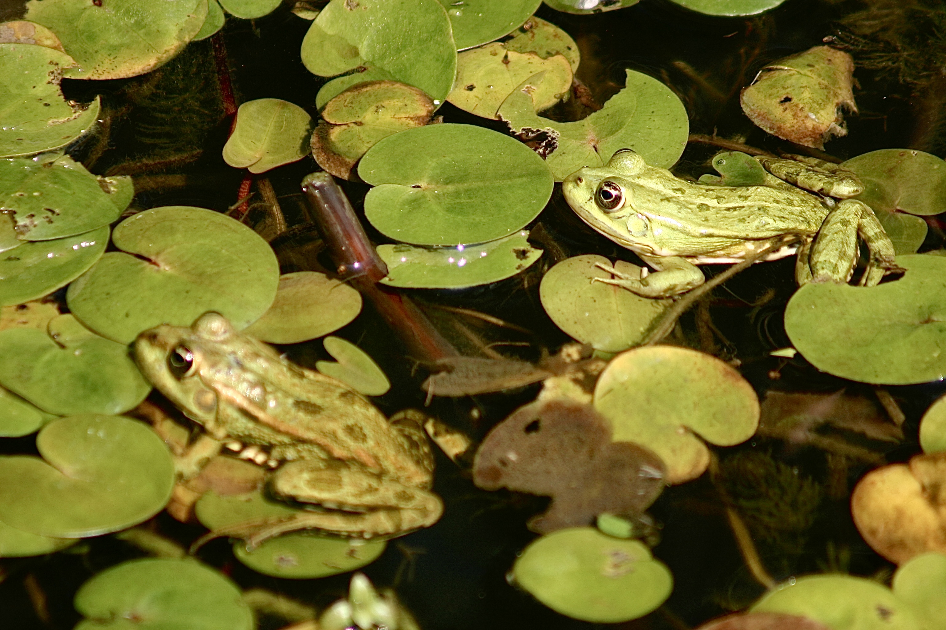 Rumänien Donaudelta