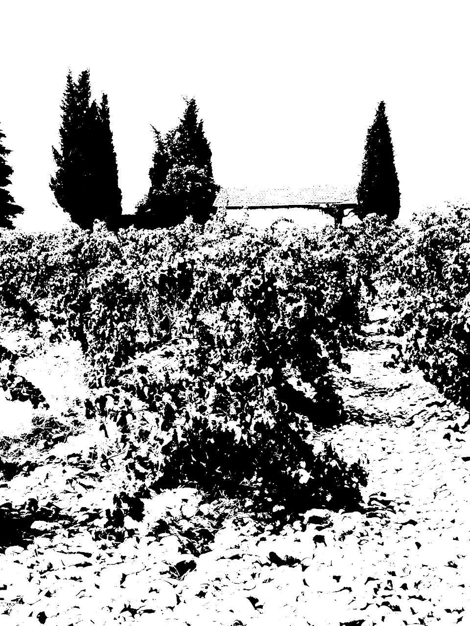 Châteauneuf-du-Pape