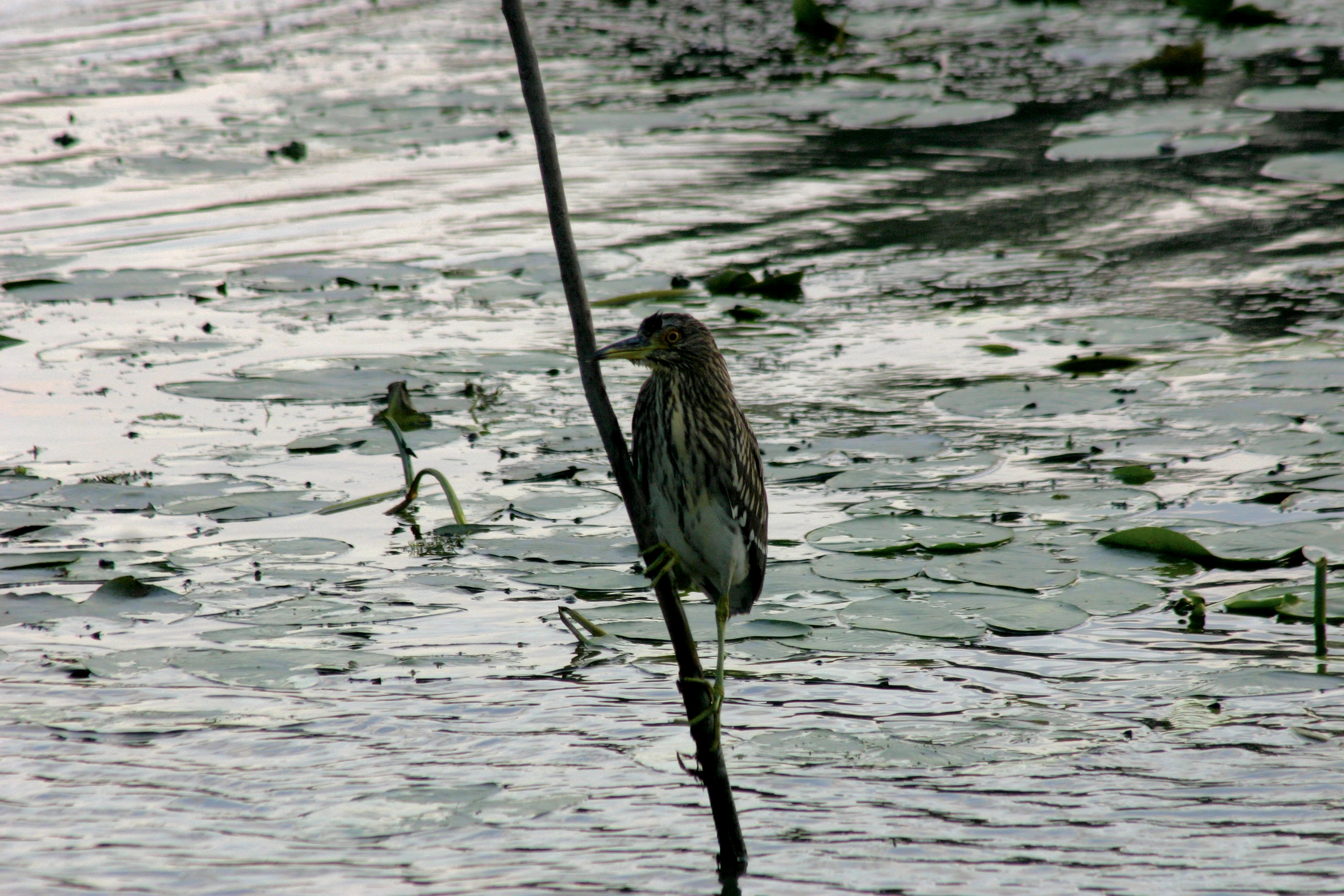Rumänien Donaudelta