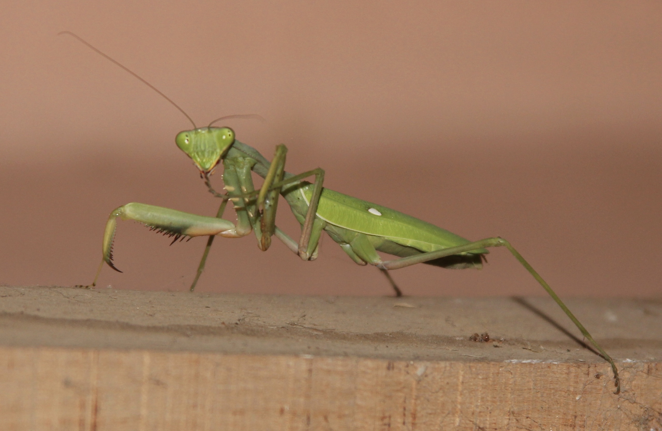 SEKEM an meiner Wohnung