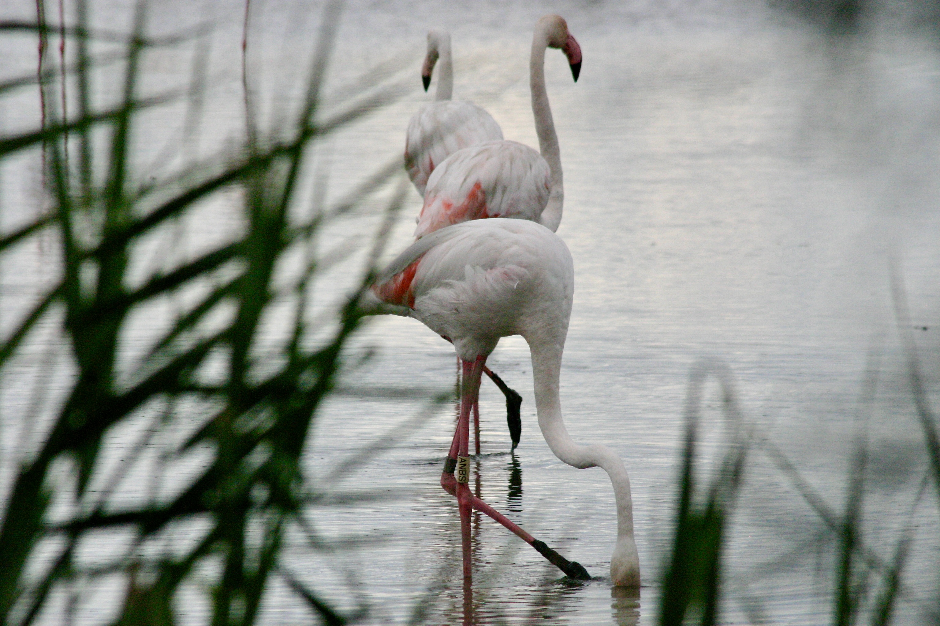 Camargue