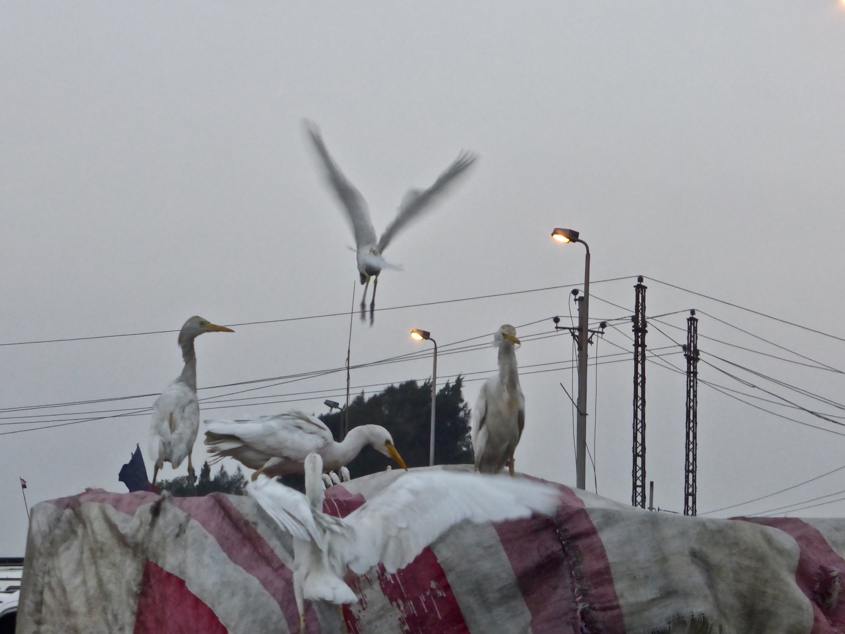 Fisch unter der Plane - Kairo
