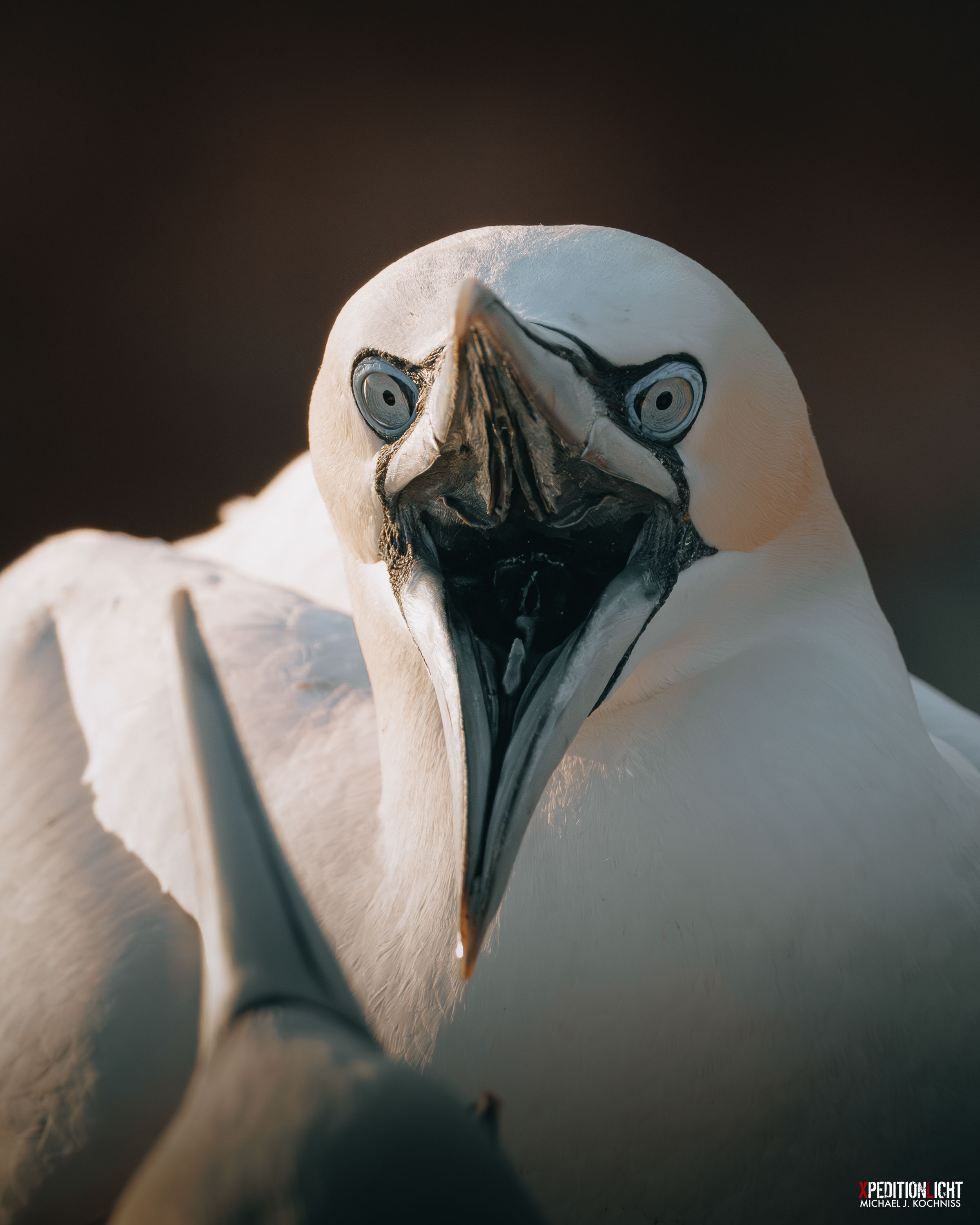 ANGRY BIRD