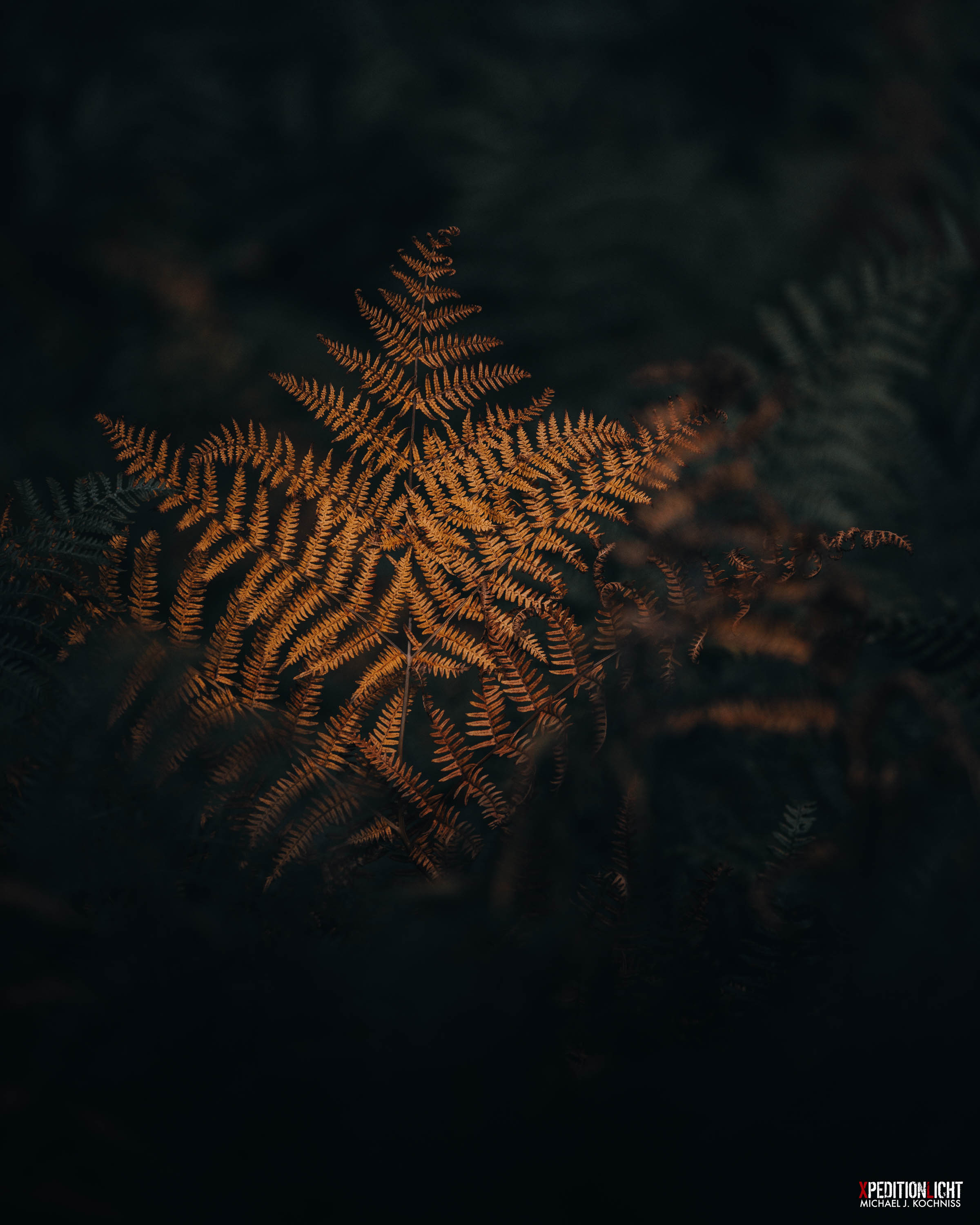 DIE TEXTUR DES HERBSTES