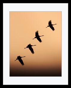 FLUG DER KRANICHE