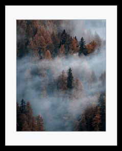 NEBEL IM BERGWALD