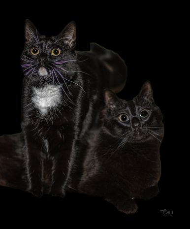 Huisdierfotografie Studio