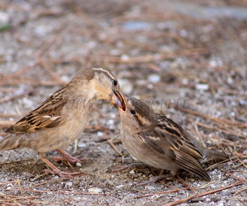 Wild Fotograferen